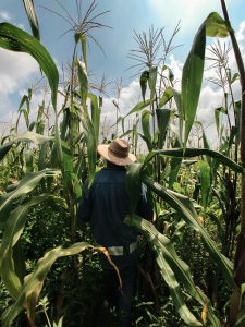 Photo of a farmer walking through a crop