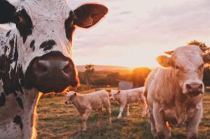 Picture of cows resting in a farming field