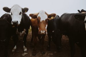 Photos of some cows in a field