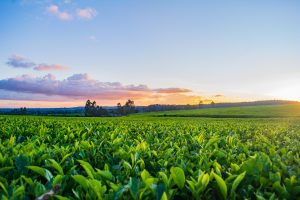 Sunny day in a farming field